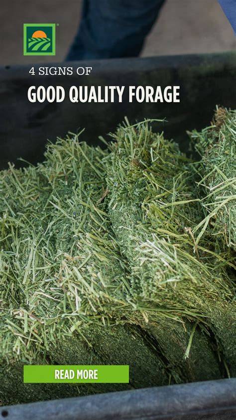 Nutrition 101: Forage Quality - raincitystudios.com