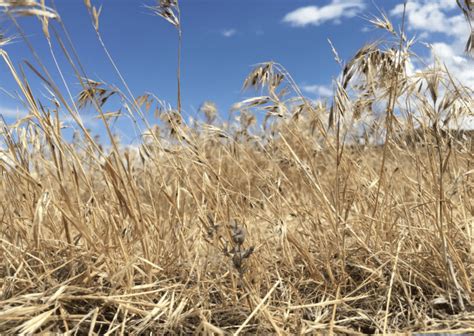 NV - Cheating Cheatgrass