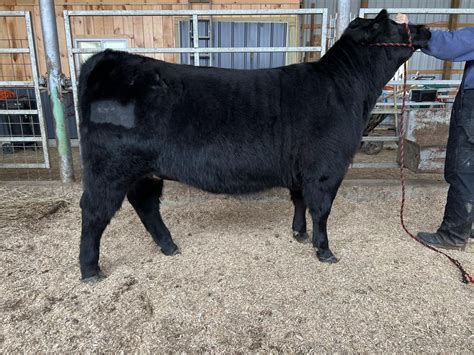 NYBPA Herd Builder Females