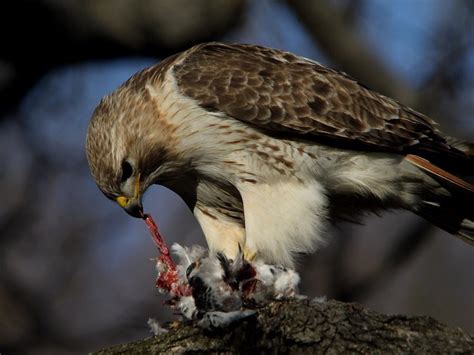 NYC's famous red-tailed hawk Pale Male dies after nesting above Fifth Avenue for 30 years