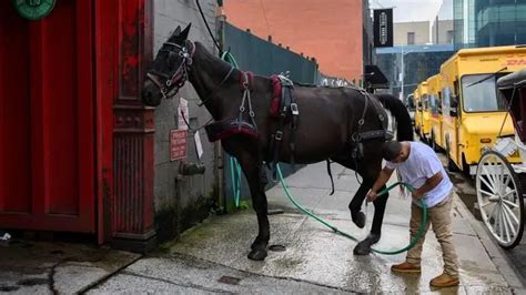 NYC carriage driver shown in video flogging horse is charged with animal cruelty