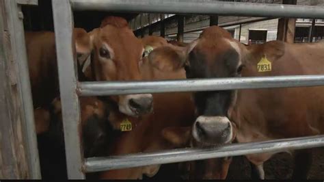 NYC students tour dairy farm in Schodack Landing