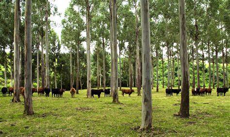 NZ Farm Forestry - Pruning and Silviculture - raincitystudios.com