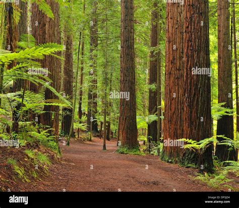 NZ Farm Forestry - Redwoods – an overview