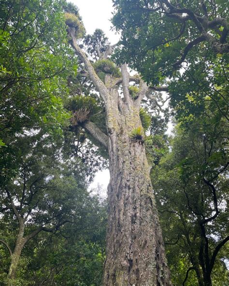 NZ... - NZARB - New Zealand Arboricultural Association Inc.