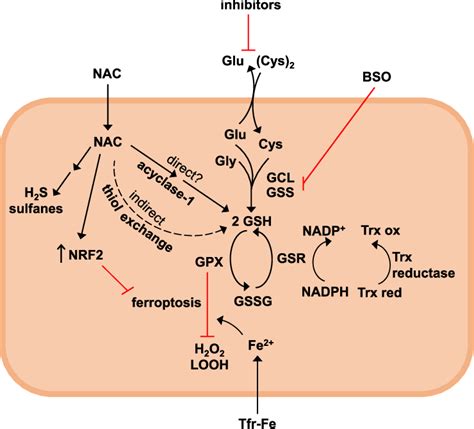 Nac recruitment process.  NAC is a precursor of L-cysteine that results in...