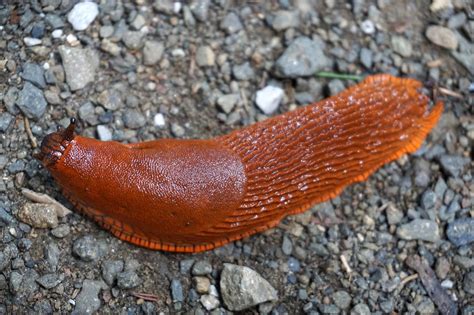 Nackteschnecke Onlyfans Leak