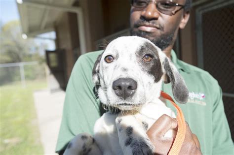 Nacogdoches animal shelter. Things To Know About Nacogdoches animal shelter. 