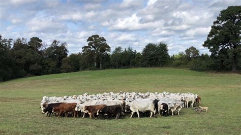 Nacogdoches livestock auction. Rutherford Land and Cattle. Teague, Texas 75860. Phone: (903) 200-7089. 82 Miles from Nacogdoches, Texas. View Details. Email Seller Video Chat. 4-5 yr olds heavy bred. $1850 each with more available. Get Shipping Quotes. View Details. 