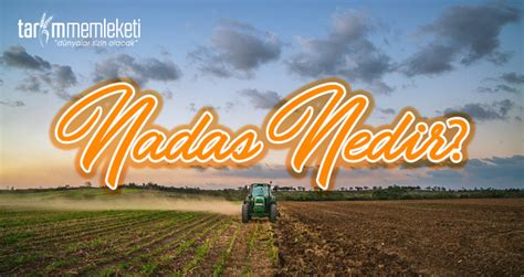 Nadas nedir. 