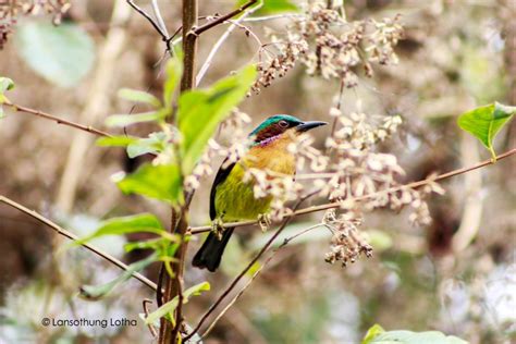 Nagaland’s first bird count event spells hope for bird and wildlife ...