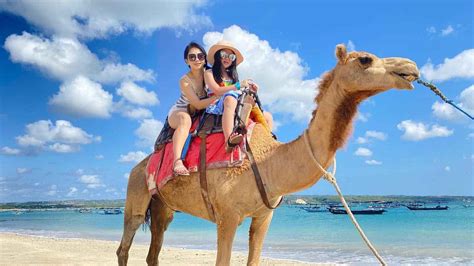 Naik Unta di Bali Bali Camel Ride on Instagram: "🐪Bali