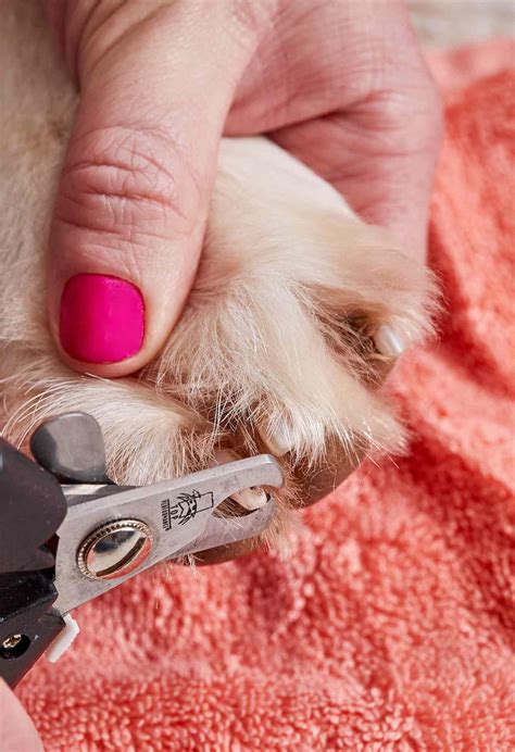 Nail trimming for dogs. Oftentimes the nail has to be cut back to the skin, which can affect regrowth. The nail may not regrow, or it may grow back unusually. Most likely, it will just ... 
