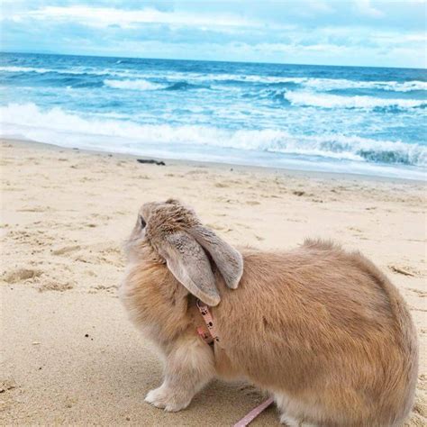 Naked beach bunnies. Rabbits blink, but not often, because they have a third eyelid. The third eyelid allows rabbits to sleep with their eyes open. The rabbit’s third eyelid is called the nictitating m... 