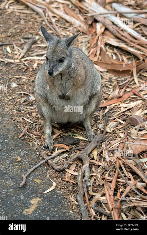 Naked qatari.  They are greyish brown above, paler below.  Genuine Qat...
