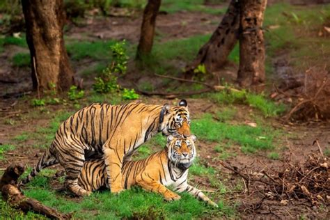 Naked tigress having sex. .  ...