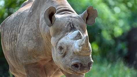 Nakili, Oldest Eastern Black Rhino in North America, euthanized at Brookfield Zoo