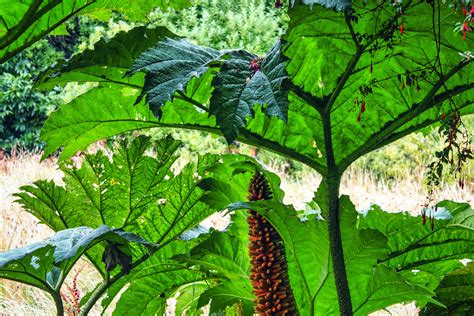 Nalca Halı ve Koltuk Yıkama