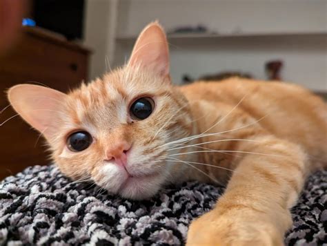 Nalla the cat. .  <a href=https://dl.hongyshop.com/admin/view/stylesheet/8dcjh/ind...