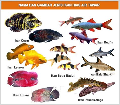 Nama ikan hias air laut dan gambarnya 【ωψочεጏυպеֆу】