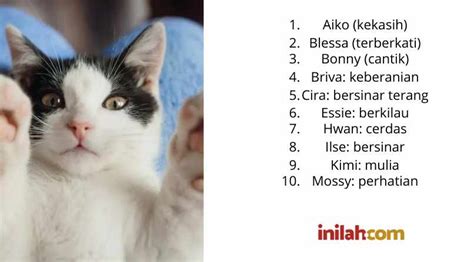 Nama kucing ragdoll betina. .  <a href=https://rezhenergohab.ru/ejaang/awning-...