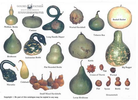 Name Types Of Gourds Chart