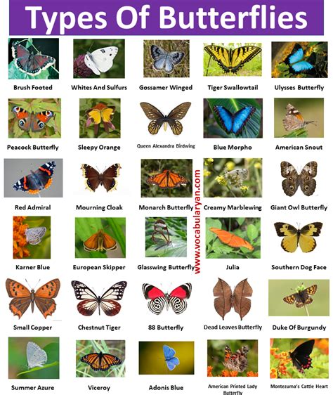 Name a butterfly. Things To Know About Name a butterfly. 