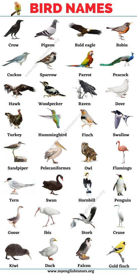 Name a type of bird that you wouldn