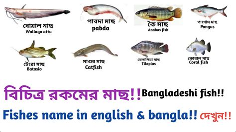 Name of Fish Bangla & English - YouTube