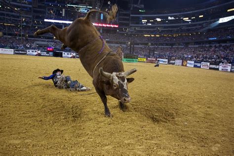 The man, whose name was Kent Cox, died near Bunyan, Texas, on Feb. 27, 2014. He was found hanging from a rope in front of the pens where he housed his bulls—including Bushwacker, the famous champion with the burnt-rust coat that had, for four straight years, mocked the very name of the Professional Bull Riders tour.. 
