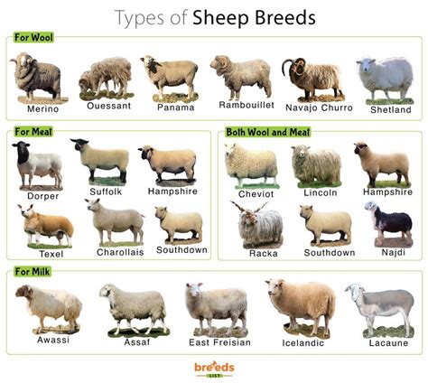 Names of lambs. Things To Know About Names of lambs. 