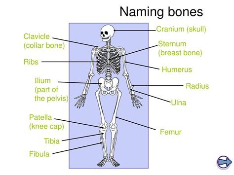 Naming the Bones