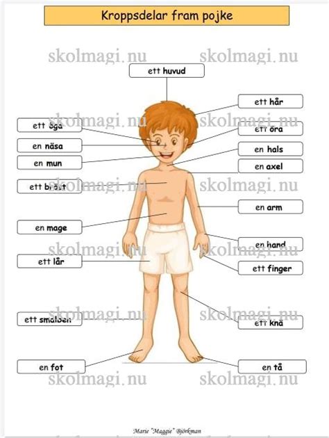 Namn på kroppsdelar