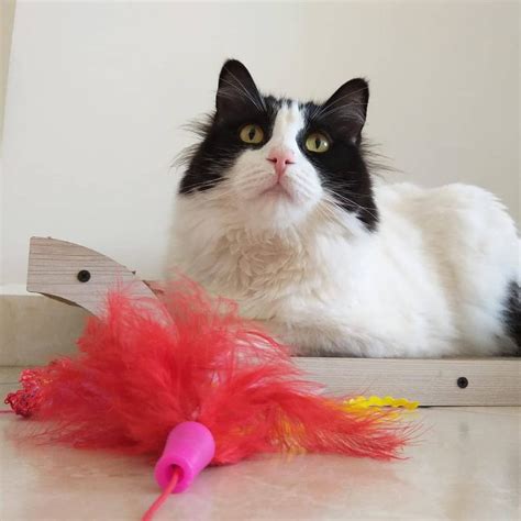 Nanafelina Onlyfans Leaked 💋 PORN