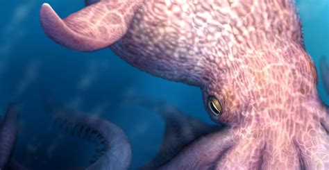 Nanaimoteuthis