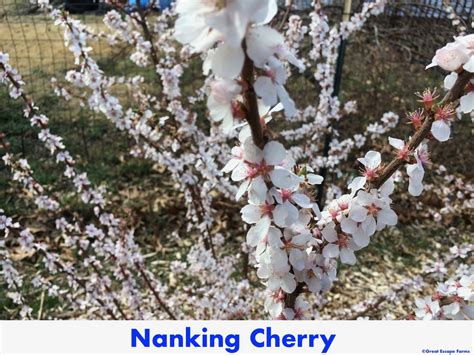 Nanking Bush Cherry Plant for Sale at Great Escape Nursery