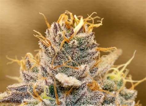 Nanners. Summary: Nanners on Cannabis Buds: Causes, And How To Prevent Them. Nanners or bananas on cannabis buds is never a good sign. It may be caused due to … 