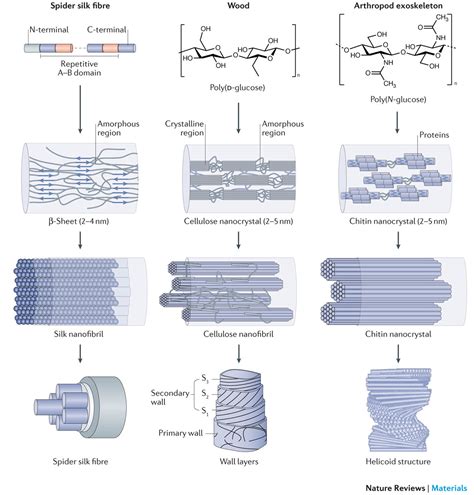 Nanofibrils in nature and materials engineering