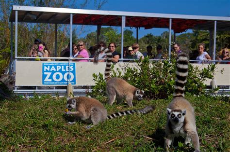 Naples zoo discount. Members get one year free admission to historic tropical garden and zoo with animals from apes to zebras, cruises, shows, and more 