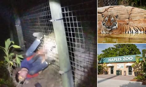 According to the Collier County Sheriff's Office, 26-year-old Naples man River Rosenquist was working at the zoo after hours on Wednesday when he breached the tiger's enclosure. Rosenquist allegedly scaled a 4½-foot fence in an attempt to pet or feed Eko, the 8-year-old tiger. The animal then bit down on Rosenquist's arm and would not let go.. 