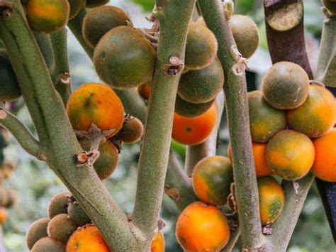 The naranjilla tree (Solanum quitoense) is just a small spreading tree with a shrub-like growth habit and leaves that are up to 2 feet long and 1 1/2 feet broad. Its fragrant flowers display petals that are white with purple undersides plus it creates orange, hairy fruits that are approximately 2 1/2 inches in diameter.