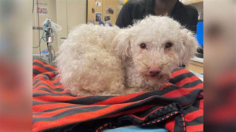 Narcan saved the life of this poodle after suffering apparent drug overdose