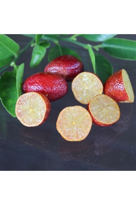 Narenciye Halı ve Koltuk Yıkama