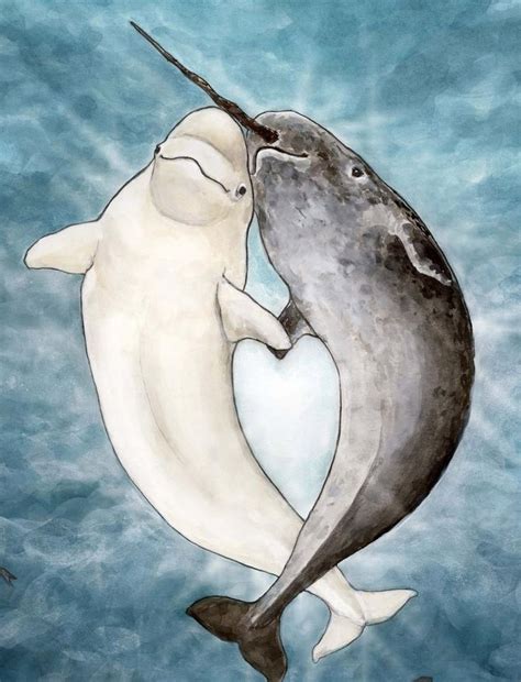 Narluga comes from a narwhal-beluga love story - Whale …