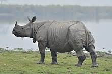 Nashorn - Wiktionary