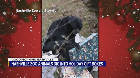 Nashville Zoo animals dig into holiday gift boxes