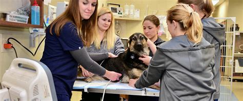BluePearl Pet Hospital in Nashville, TN, has 24/7 emergency ve