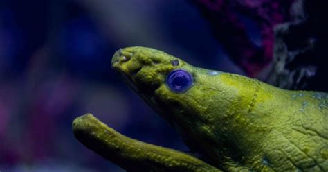 National Aquarium - Green Moray Eel