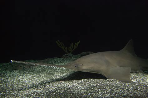 National Aquarium - Largetooth Sawfish