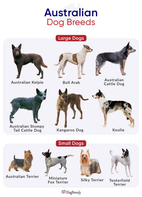 National Breed Councils - Dogs Australia